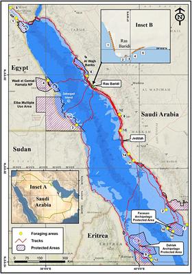 Satellite Tracking of Post-nesting Green Sea Turtles (Chelonia mydas) From Ras Baridi, Red Sea